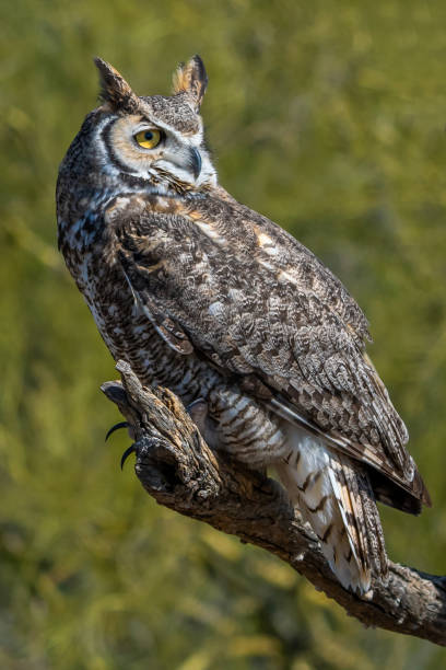 istock A Great Horned Owl in Tucson, Arizona 2186739836