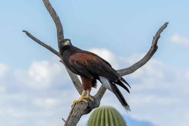 istock A dark brown Harris Hawk in Tucson, Arizona 2186739846