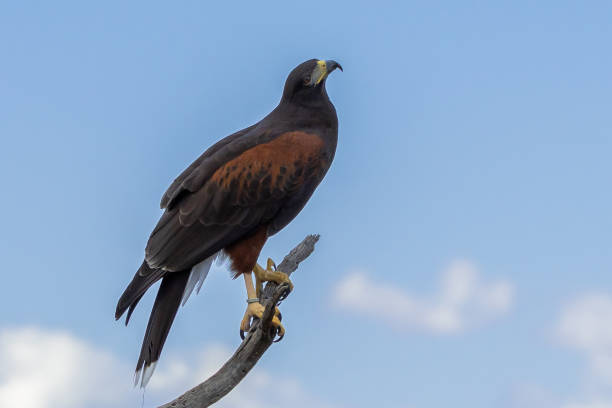 Close up detail of a majestic golden eagle soaring in clear blue sky and looking at camera. Photographed in Western Australia.
