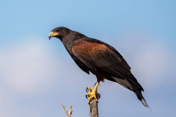istock A dark brown Harris Hawk in Tucson, Arizona 2186739852