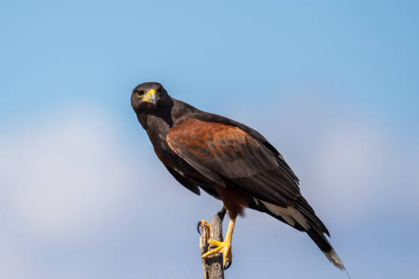 istock A dark brown Harris Hawk in Tucson, Arizona 2186739855