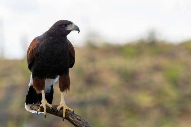 istock A dark brown Harris Hawk in Tucson, Arizona 2186739873