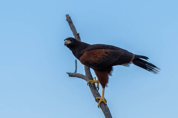 istock A dark brown Harris Hawk in Tucson, Arizona 2186739878