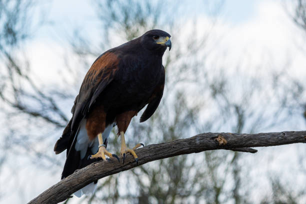 istock A dark brown Harris Hawk in Tucson, Arizona 2186739884