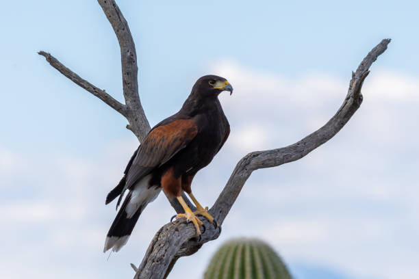 istock A dark brown Harris Hawk in Tucson, Arizona 2186739885