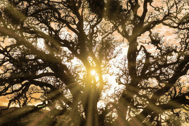 Sunset on the Rennsteig in the Thuringian Forest