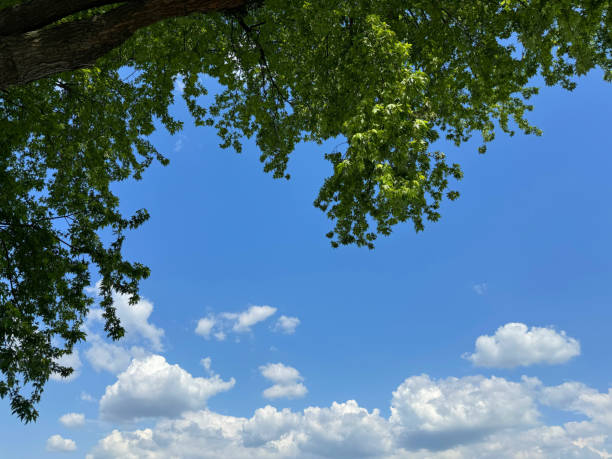 Tree green leaves on blue sky with clouds