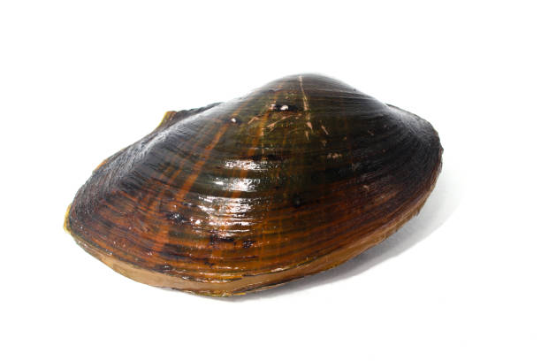 istock Pilsbryoconcha Exilis Mussel Isolated on White Background 2186740917