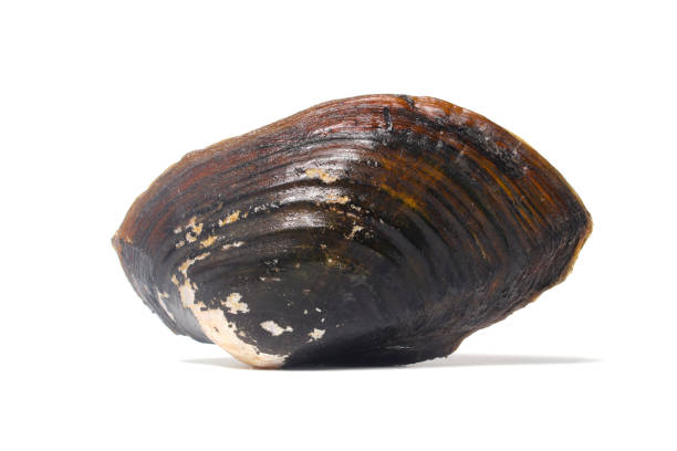 Pilsbryoconcha exilis mussel isolated on a white background. Also known as kijing in Indonesia, is commonly found in lakes and other freshwater habitats and is occasionally used as a food source