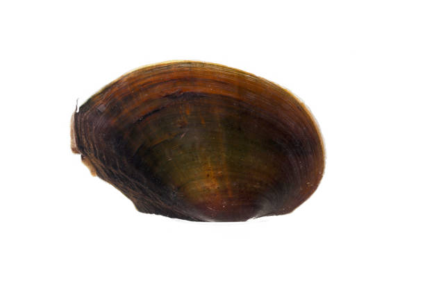Pilsbryoconcha exilis mussel isolated on a white background. Also known as kijing in Indonesia, is commonly found in lakes and other freshwater habitats and is occasionally used as a food source