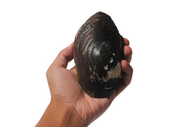 Hand holding Pilsbryoconcha exilis mussel isolated on a white background. This species of freshwater mussel, known as kijing in Indonesia, is commonly found in lakes and other freshwater habitats