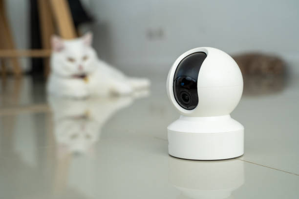 istock home security camera Smart CCTV cameras detect your beloved cat for safety. 2186743622
