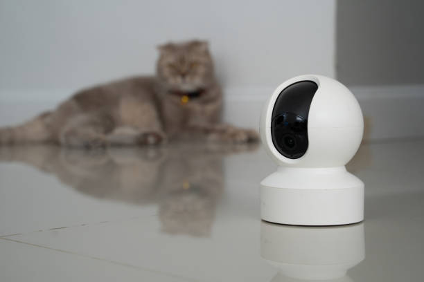 istock home security camera Smart CCTV cameras detect your beloved cat for safety. 2186743630