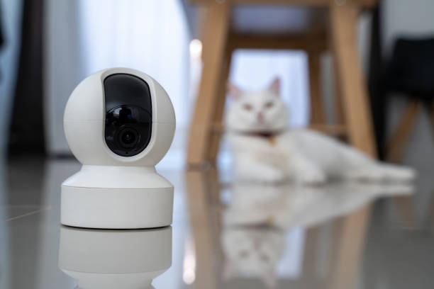 istock home security camera Smart CCTV cameras detect your beloved cat for safety. 2186743631