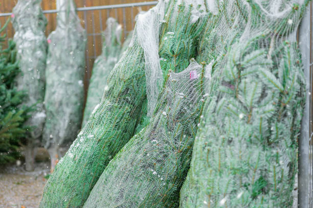 istock Christmas Trees Wrapped for Sale at Tree Lot 2186743992