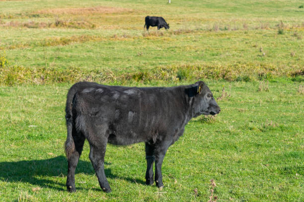 istock Single black meat cattle grazing on pasture 2186744155