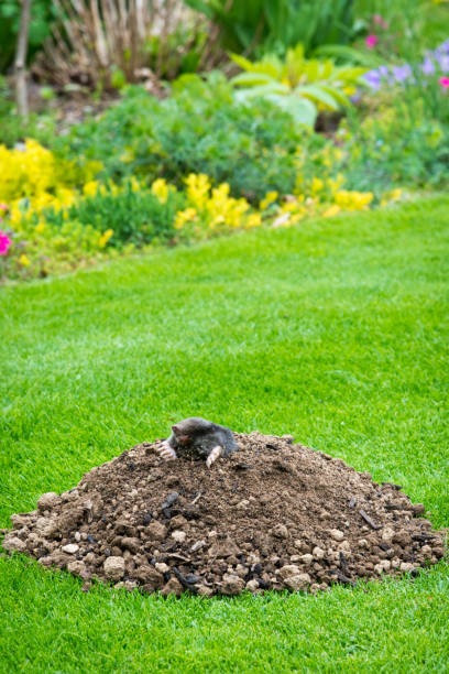 istock Mole peeking from the mole hill in the garden 2186744176