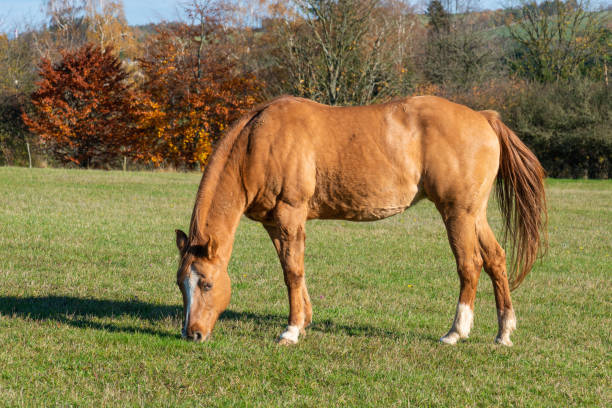 istock Single horse grazing on a pasture 2186744211