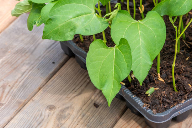 istock Tray with vegetable seedling on wooden work bench 2186744255