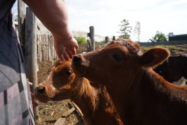 istock Young bulls and cows in an open pen. Household. 2186744359