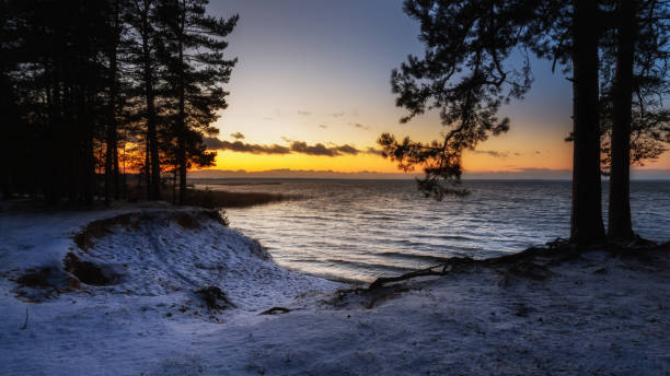 Picturesque sunrise on the Baltic Sea coast with tree trunks washed away by coastal erosion in the foreground, sunrise by the sea