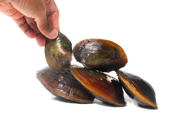 Hand holding Pilsbryoconcha exilis mussel isolated on a white background. This species of freshwater mussel, known as kijing in Indonesia, is commonly found in lakes and other freshwater habitats