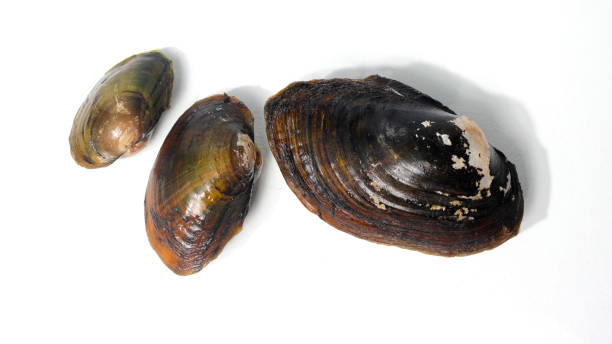 istock A Group of Pilsbryoconcha Exilis Mussel Isolated on White Background 2186745065