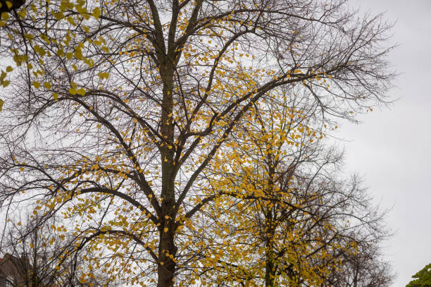 autumn colors on tree leaves