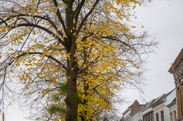 autumn colors on tree leaves