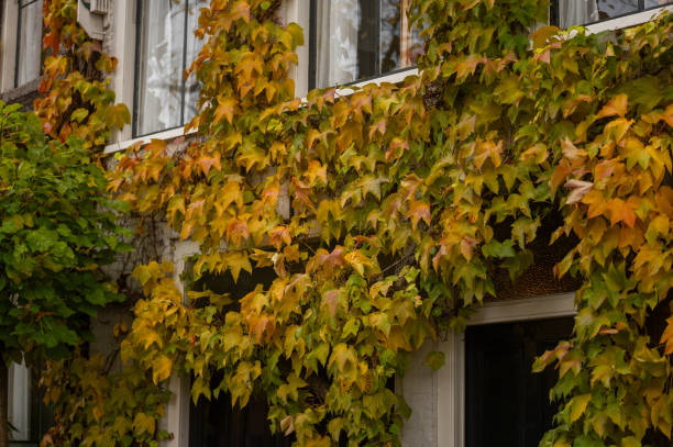 autumn colors on tree leaves