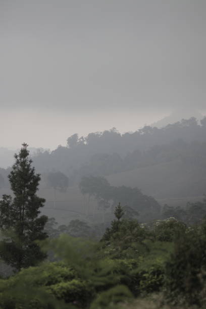 istock Misty Landscape with Rolling Tea Plantation Hills 2186747380
