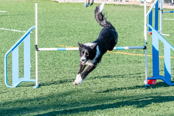 istock Border Collie jumping a fence in an agility test 2186748443