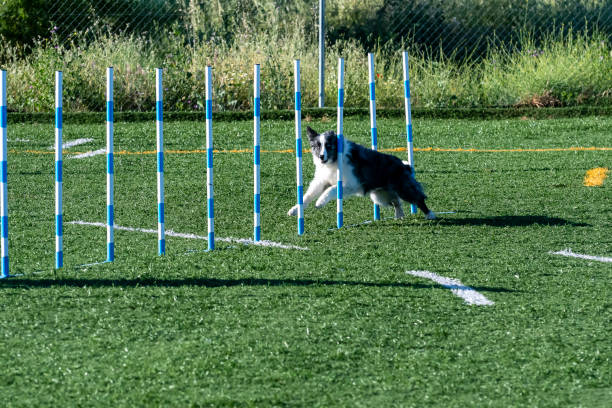 istock Passing the slalom in an agility test 2186748472