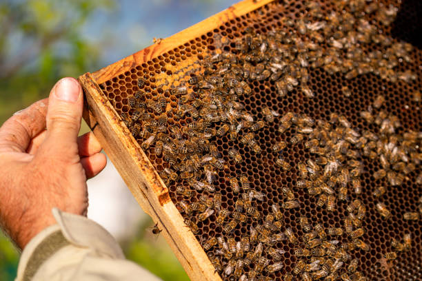 istock Beekeeper inspecting honeycomb frame outdoors in sunlight. A beekeeper carefully examines a honeycomb frame filled with active bees. 2186749795