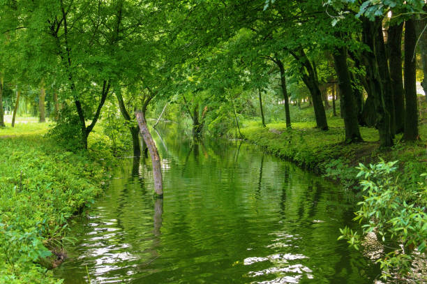 the landscape, the river is green with the reflection of trees in spring, reminds of Amazonia