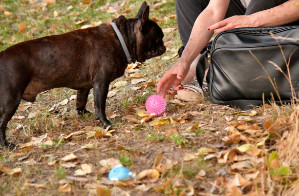 Close-up of a French bulldog with its tongue out during a walk, capturing a funny and expressive moment of the playful pet outdoors.