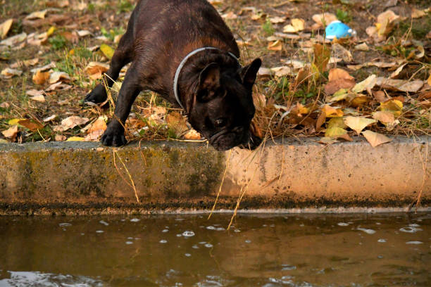Little french bulldog with intention to jump into the water