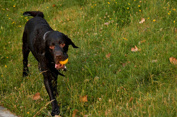 A dog is walking in the park with his ball in his mouth. He has had to jump into the water of the small pond in the park to retrieve his toy. He is now walking victoriously, albeit wet, on the grass.