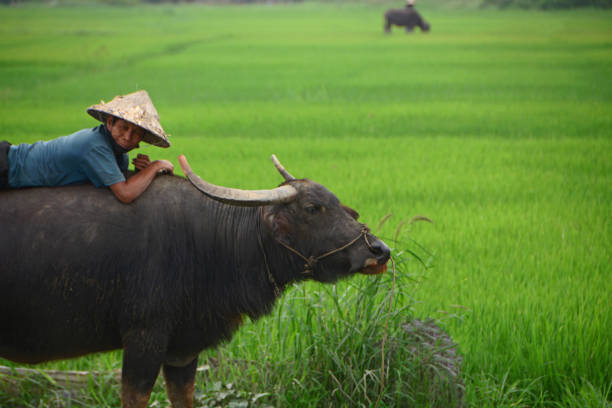 water buffalo standing in rice fields in sa pa, north vietnam in the summer month