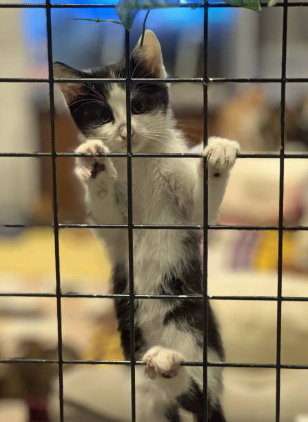 istock Baby Tuxedo Cat 2186754779