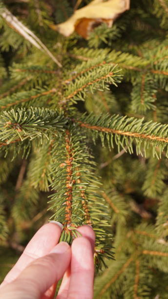 istock beautiful small pine tree in the park 2186755371
