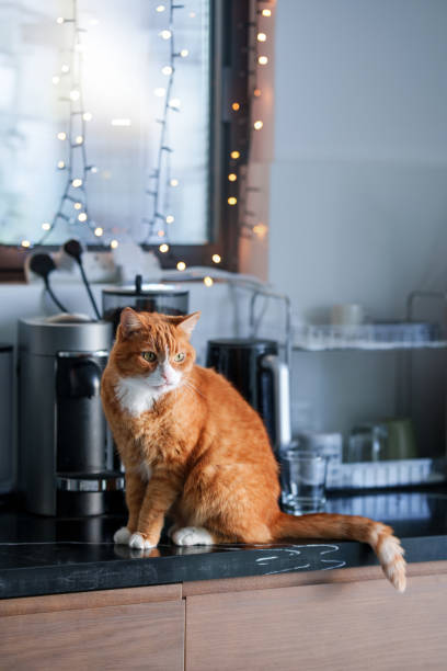 istock Ginger Cat With Grumpy Face Sitting on Kitchen Counter with Fairy Lights 2186756430