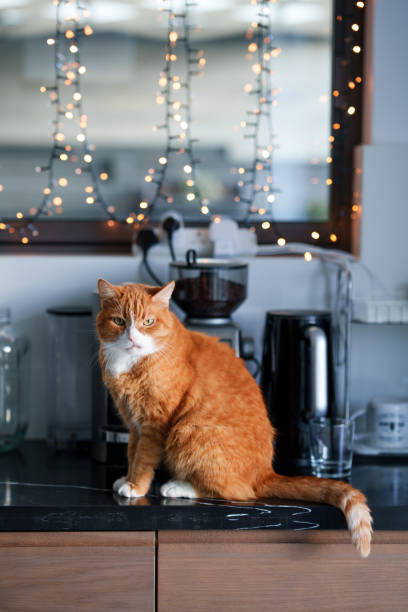 istock Ginger Cat With Grumpy Face Sitting on Kitchen Counter with Fairy Lights 2186756515