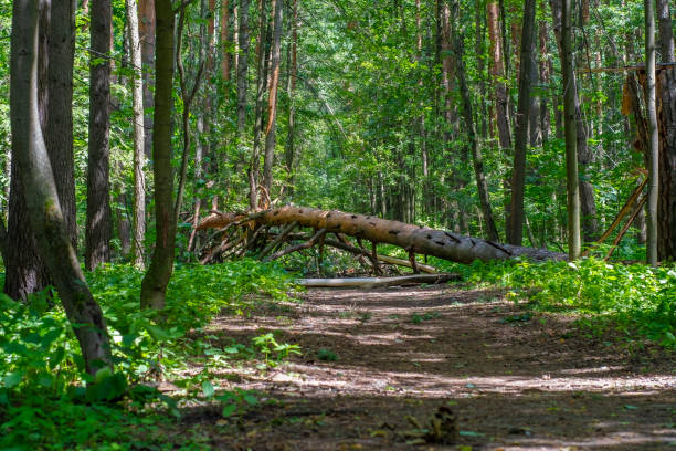 A fallen tree is blocking the road. The trunk of a tree broken by a storm lies across a path in the forest. Consequences of the destructive effects of bad weather.