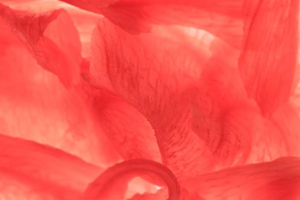 Selective focus, macro photo of peach rose in the home garden