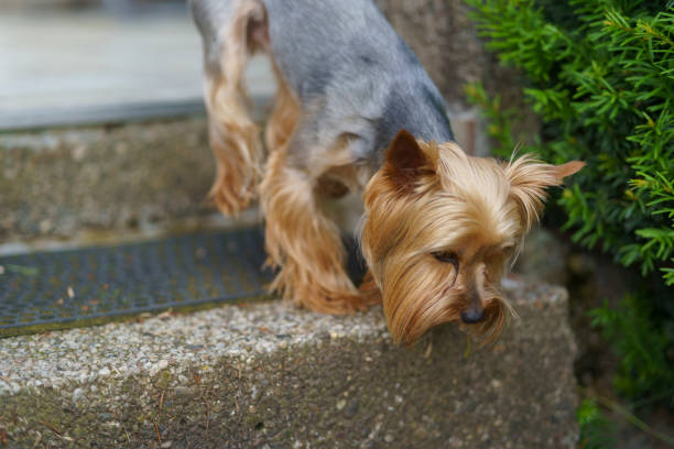 Cute little Yorkshire Terrier standing on the steps in the backyard. Canine curiosity concept