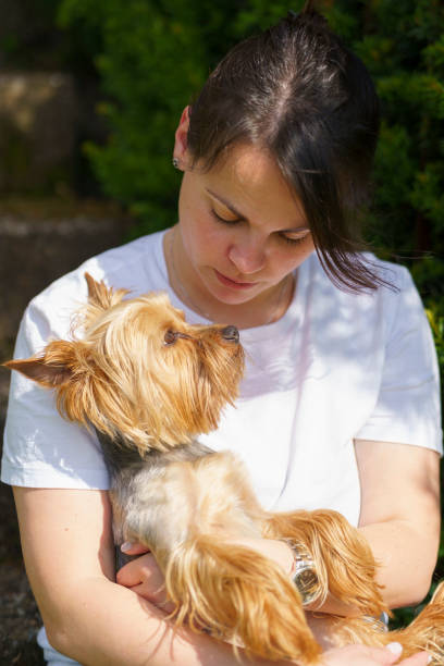 istock A cute little Yorkshire Terrier sits in the arms of his owner while she is using her smartphone. Concept loneliness of a dog 2186759020