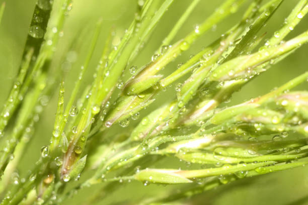 istock water droplets on a plant 2186759628