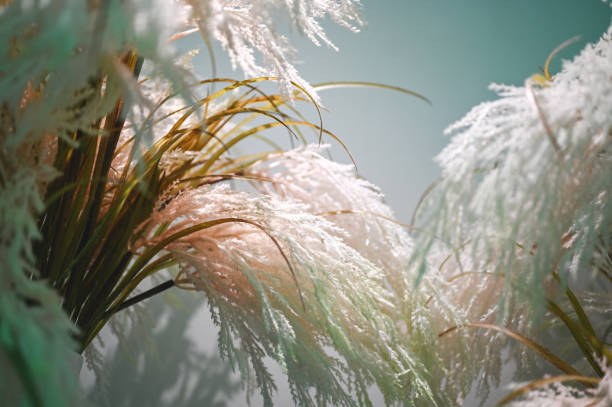 Abstract background of soft Pampas