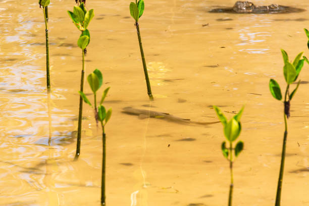 Mangrove Areas Are Nurseries For Young Lemon Sharks - Seen In The  Curieuse Marine National Park On Curieuse Island, Seychelles
